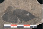 Foto (Detailansicht) von Apocynophyllum longepetiolatum Ettingshausen (NHMW-GEO-2024-0188-8010)